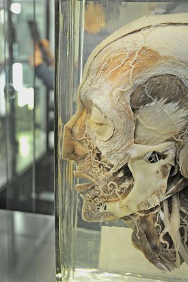 Stippvisite Anatomie